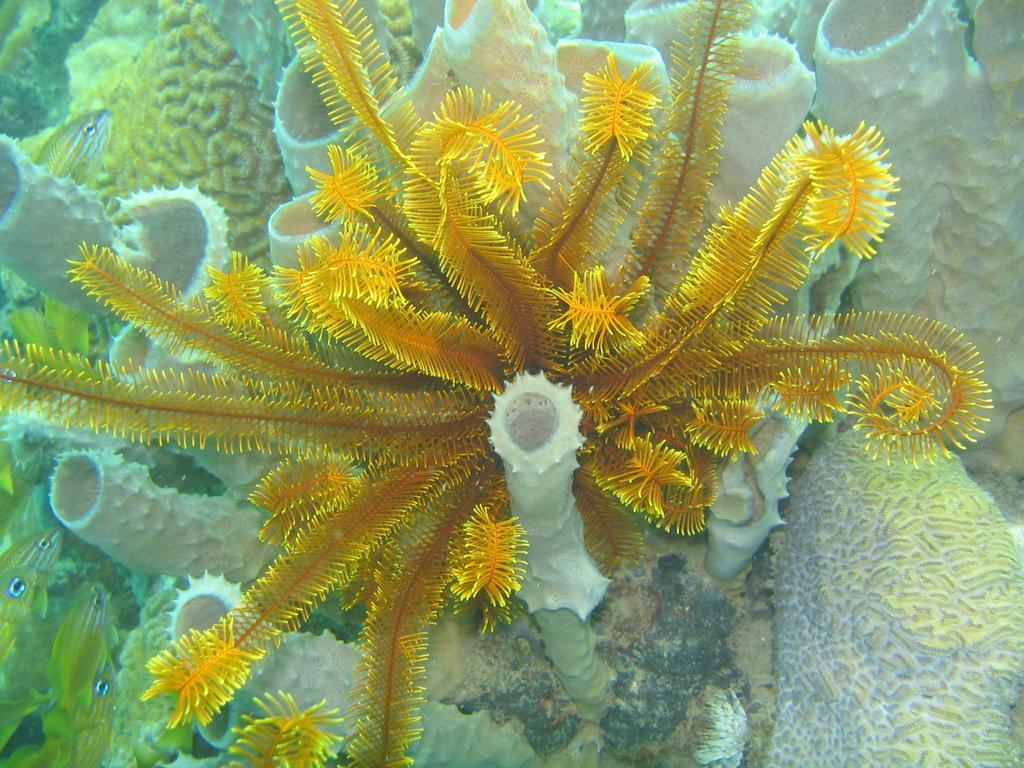 Sunset Bay Club & Seaside Dive Resort Сэлисбури Экстерьер фото